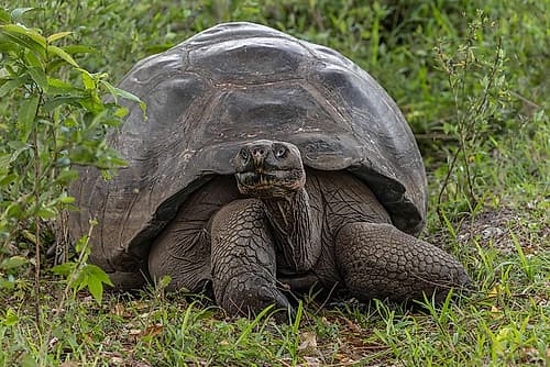 Galapagos giant tortoise Genovesa Island-Galapagos Islands-Ecuador Art Print by Eli Jones